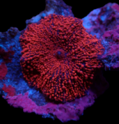 Discosoma spp. (Spotted) (1 ear)