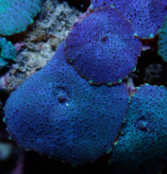 Discosoma spp. (Blue) (Grade A)