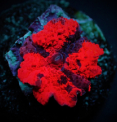 Discosoma spp. (Deadpool) (per ear)