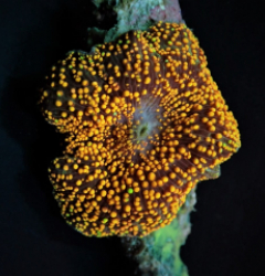 Discosoma spp. (Interstellar) (per ear)