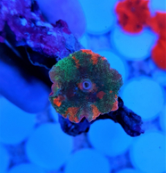 Discosoma spp. (Jawbreaker) (Grade B)