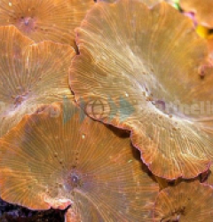 Discosoma spp. (Reddish)