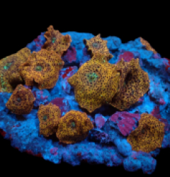 Discosoma spp. (Special Selected)