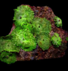 Discosoma spp. (Striped)