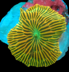 Discsoma sp. (Yellow Zebra) IH 100