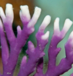 Distichopora violacea - Stylaster (Purple)