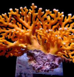 Distichopora violacea - Stylaster (Orange)