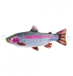 Rainbow Trout Pillow Medium