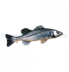 European Seabass Pillow Medium