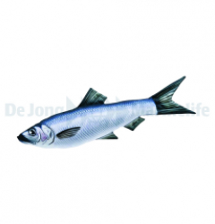 Herring Pillow Medium