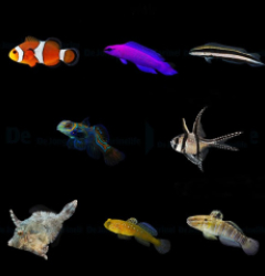 DJM bred fish package 13 (Mix)