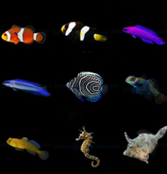 DJM bred fish package 14 (Mix)