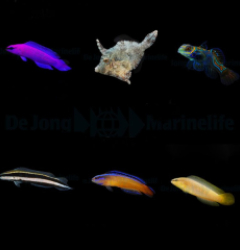 DJM bred fish package 15 (Mix)