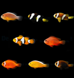 DJM bred fish package 16 (Clownfish 2)