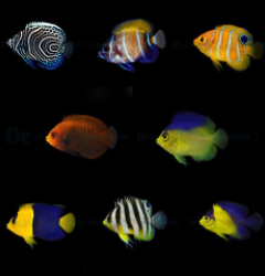 DJM bred fish package 17 (Angels)