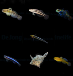 DJM bred fish package 18 (Mix)