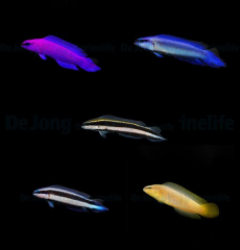 DJM bred fish package 19 (Pseudochromis)