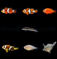 DJM bred fish package 1 (Mix)