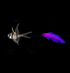 DJM bred fish package 21 (Mix)