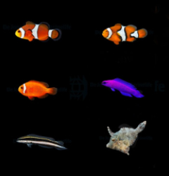 DJM bred fish package 2 (Mix)