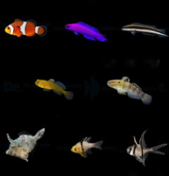 DJM bred fish package 3 (Mix)