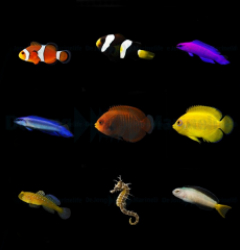 DJM bred fish package 4 (Mix)