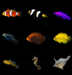 DJM bred fish package 4 (Mix)