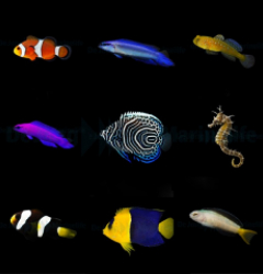 DJM bred fish package 14 (Mix 2)