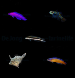 DJM bred fish package 5 (Mix)