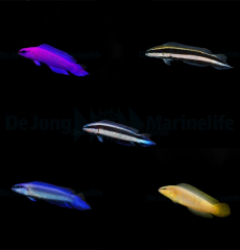 DJM bred fish package 15 (Pseudochromis 2)
