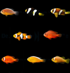 DJM bred fish package 6 (Clownfish)