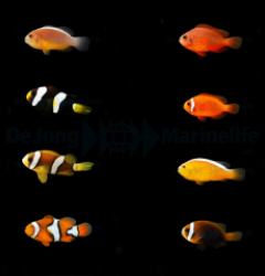 DJM bred fish package 16 (Clownfish 2)
