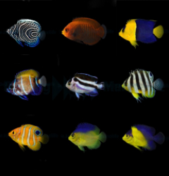 DJM bred fish package 17 (Angels 2)