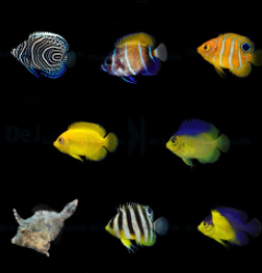 DJM bred fish package 7 (Mix)