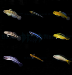 DJM bred fish package 18 (Gobies-Blennies 2)