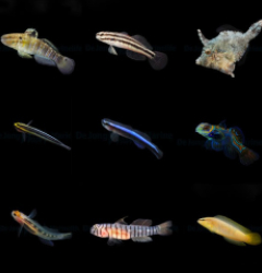 DJM bred fish package 8 (Mix)