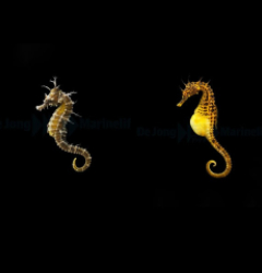 DJM bred fish package 9 (Seahorses)