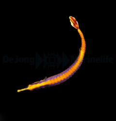 Doryrhamphus bicarinatus - DJM Bred