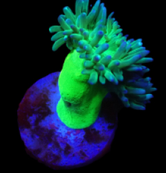 Duncanopsammia axifuga (Vibrant Green) (2h) o 089
