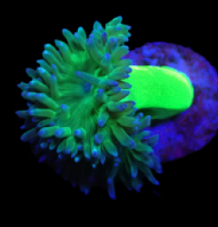 Duncanopsammia axifuga (Vibrant Green) (2h) o 105