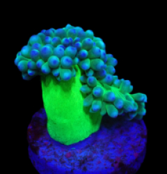 Duncanopsammia axifuga (Vibrant Green) (2h) o 192