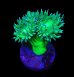 Duncanopsammia axifuga (Vibrant Green) (2h) o 231