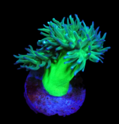 Duncanopsammia axifuga (Vibrant Green) (2h) o 510