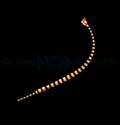 Dunckerocampus dactyliophorus