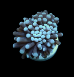 Euphyllia cristata (Common) (1 hd.)