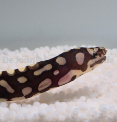 Echidna xanthospilos