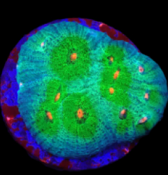 Echinophyllia sp. (Avatar) (DJM frag) o 135