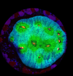 Echinophyllia sp. (Avatar) (DJM frag) o 259
