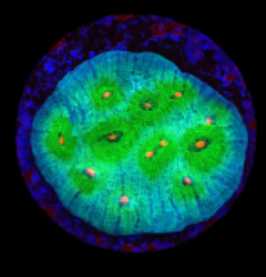 Echinophyllia sp. (Avatar) (DJM frag) o 263