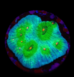 Echinophyllia sp. (Avatar) (DJM frag) o 413